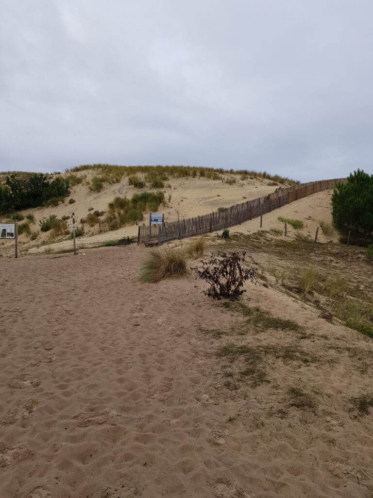 Sentier de la Mallouèyre Paysage dune landaise (2)