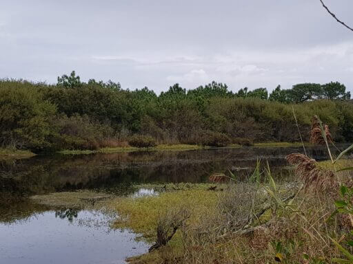 Sentier de la Mallouèyre Petit étang
