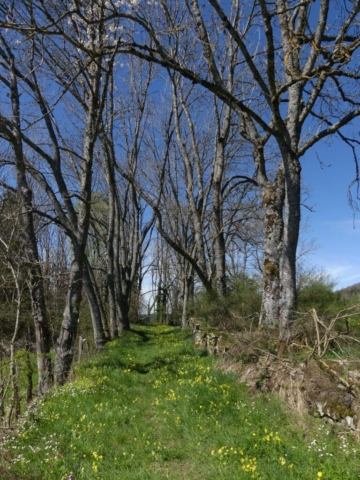 Chemin fleuri à côté de la chapelle Dumas