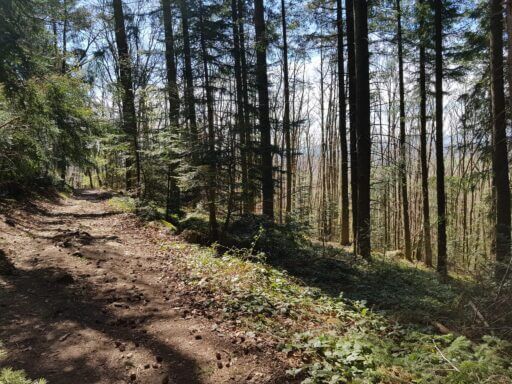 Chemin forestier 1 Randonnée à Ronno (1)