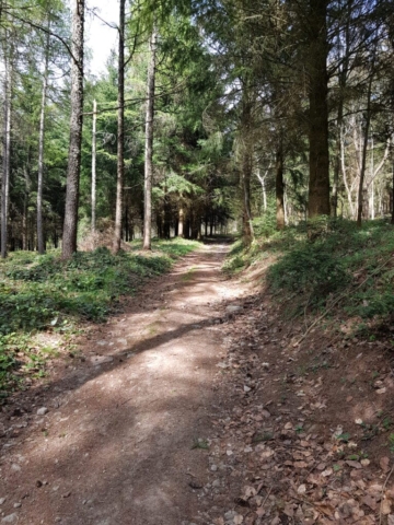 Chemin forestier 4 à Ronno