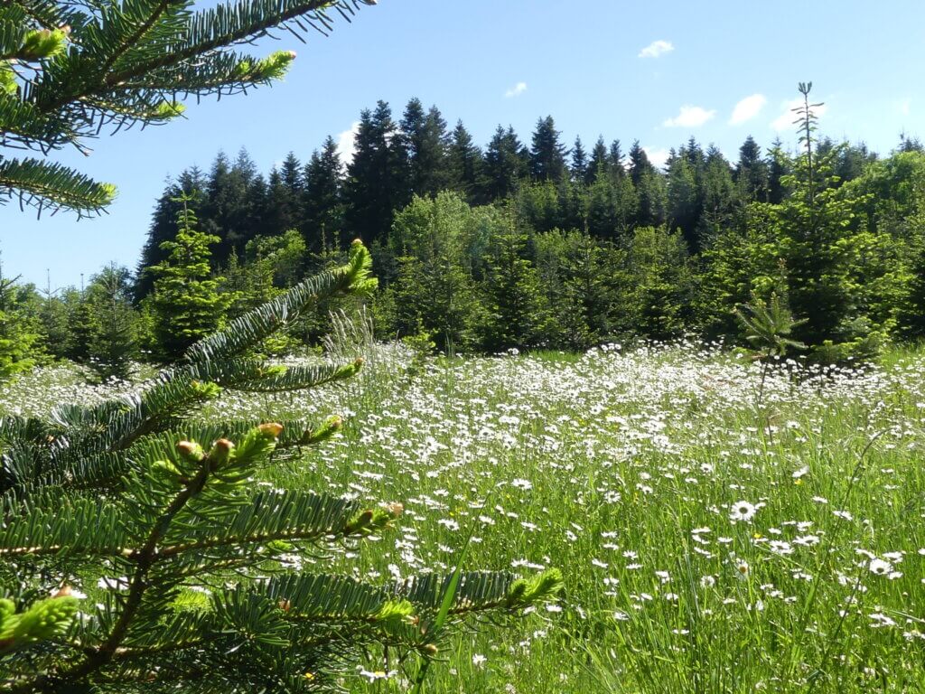 Les odeurs dans la forêt de Ronno