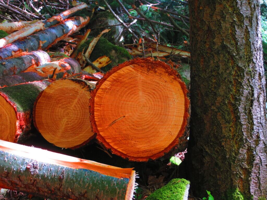 Odeur du bois à Ronno