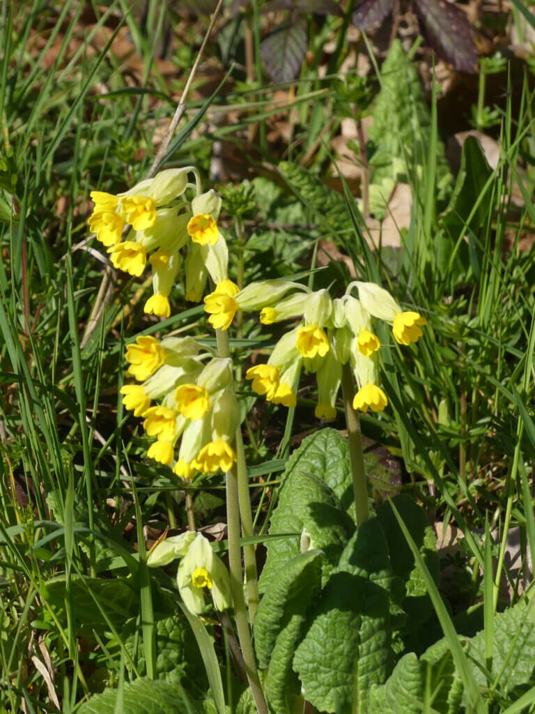 Primula veris à Ronno