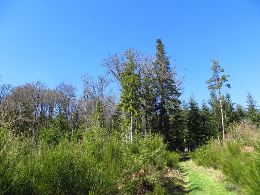 Sentier herbeux à Ronno