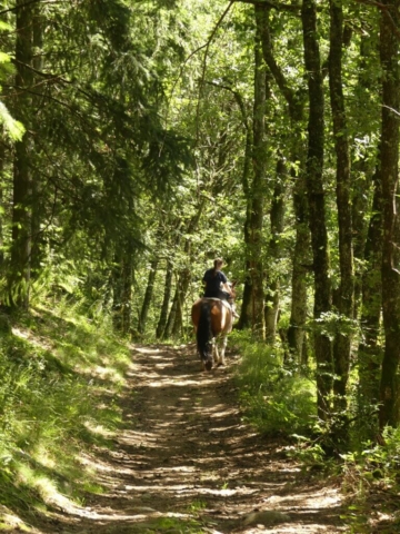 Le lac des sapins : Cheval sur le sentier forestier à Ronno
