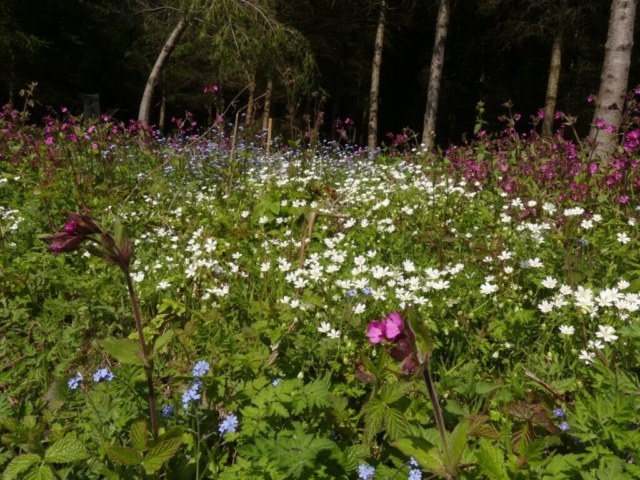 Foisonnement de fleurs à Ronno