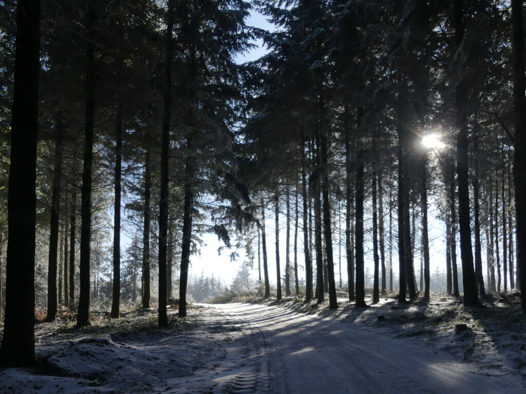 Le lac des sapins Sapinière à Ronno en hiver