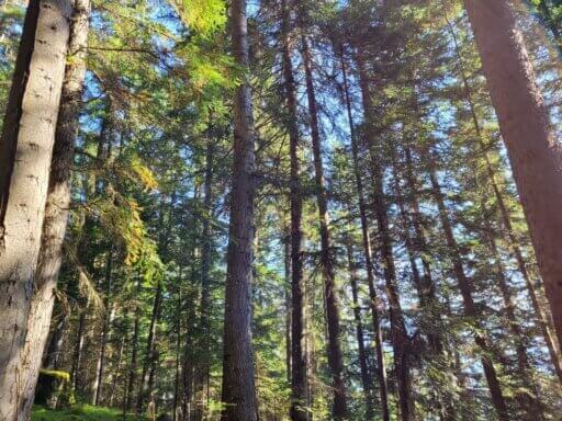 Belle forêt d'Arplane