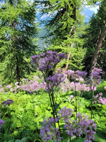 Fleurs sur le sentier des Gardes Fleurs sur le sentier des Gardes