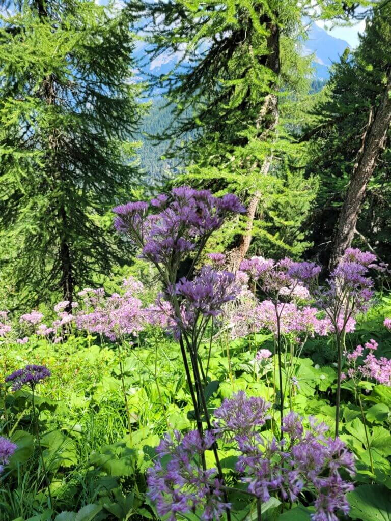 Fleurs sur le sentier des Gardes