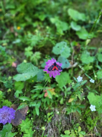 Magnifique papillon dans la forêt de la Belle Plinier Magnifique papillon dans la forêt de la Belle Plinier