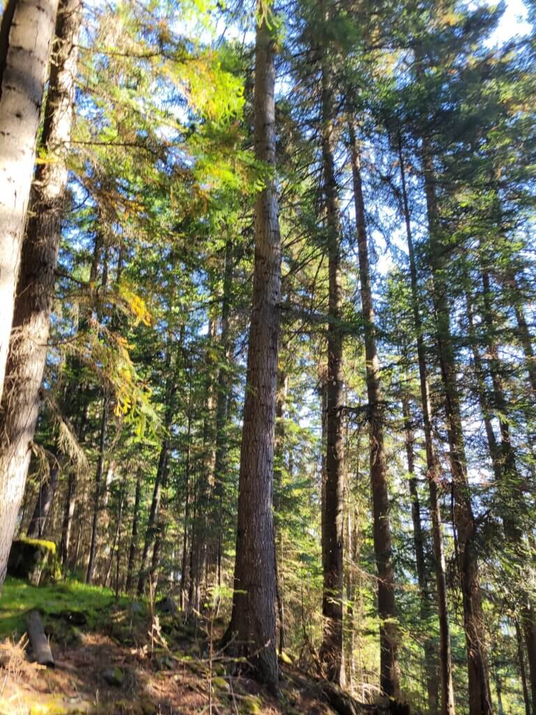 Résineux de la forêt d'Arplane