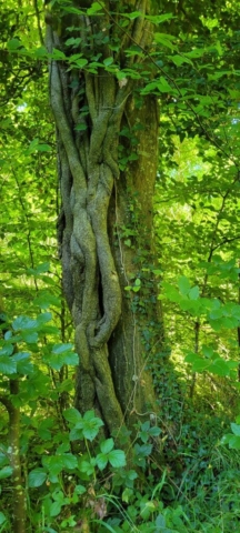 Arbre enserré Arbre enserré