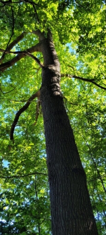 Arbre sur le chemin de Lyons la Forêt Arbre sur le chemin de Lyons la Forêt