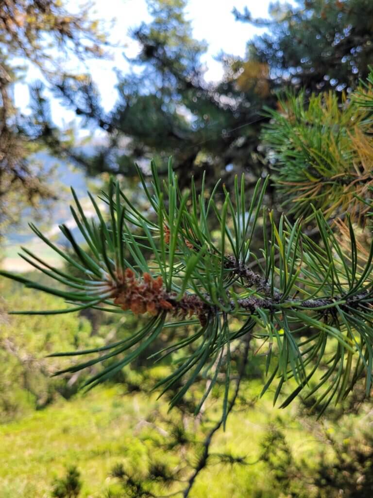 Détail branche de pin