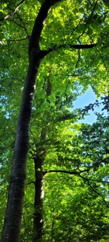 Frondaison des Hêtres (1) Frondaison des Hêtres (1)