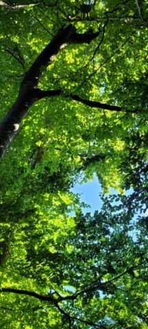 Frondaison des Hêtres (2) Frondaison des Hêtres (2)