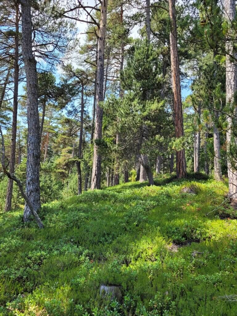 La forêt de Sardière