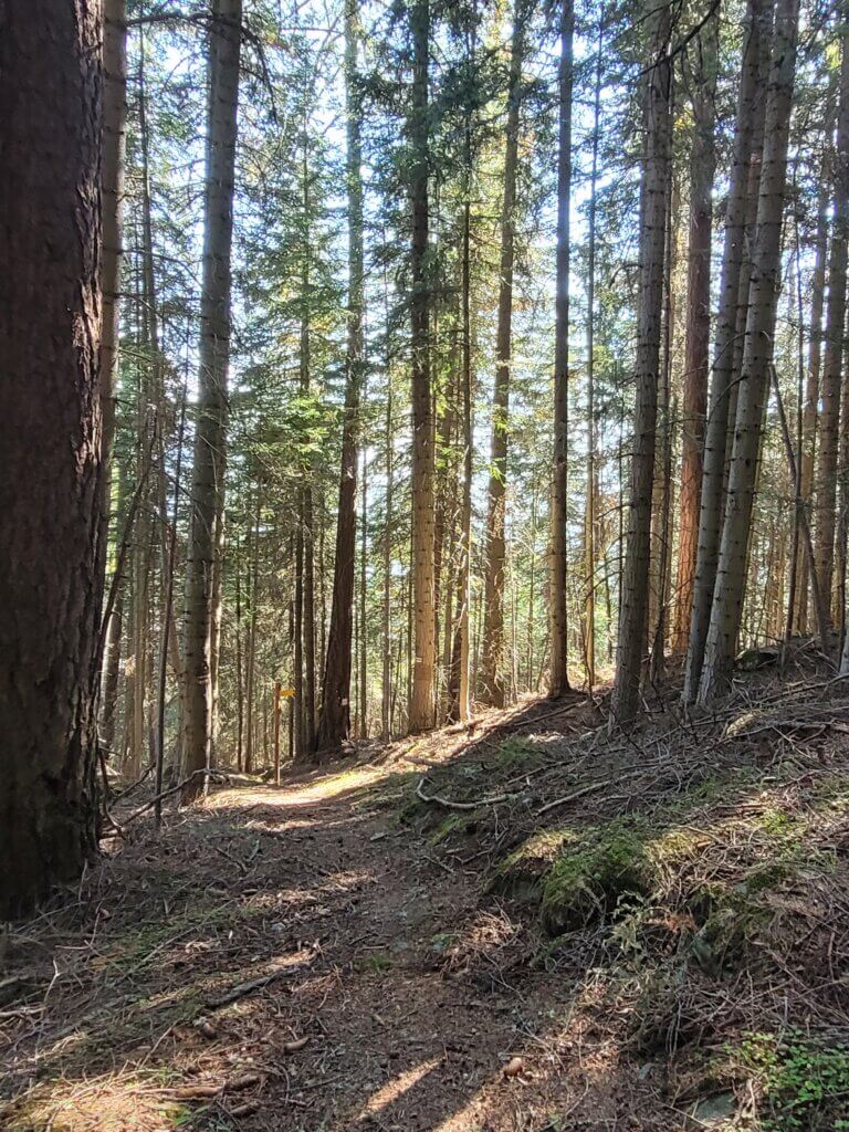 Sentier en forêt à Arplane