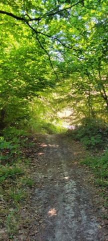 Sentier en tunnel Lyons La Forêt Sentier en tunnel Lyons La Forêt
