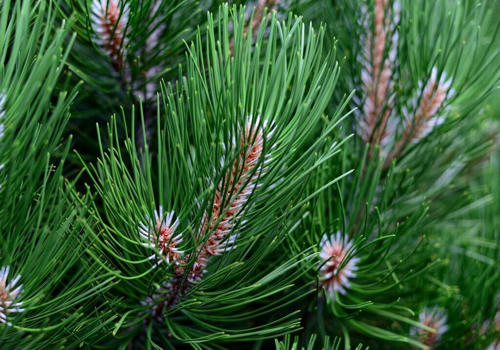 épicéa par congerdesign