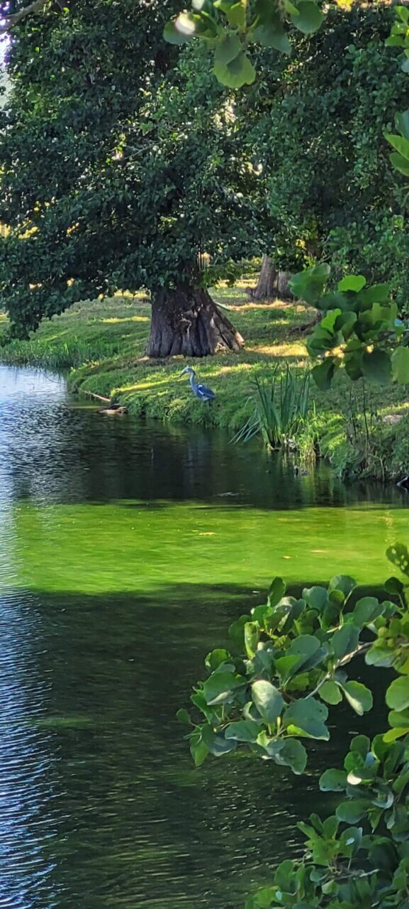 Un heron près d'un étang à Lyons La Forêt