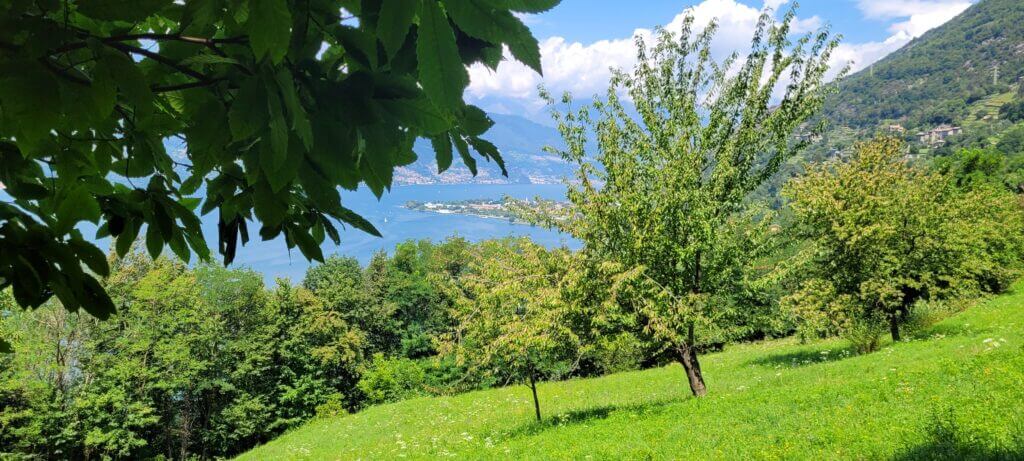 sentier du voyageur oliviers