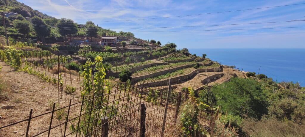 Les cultures en terrasses Cinque Terre