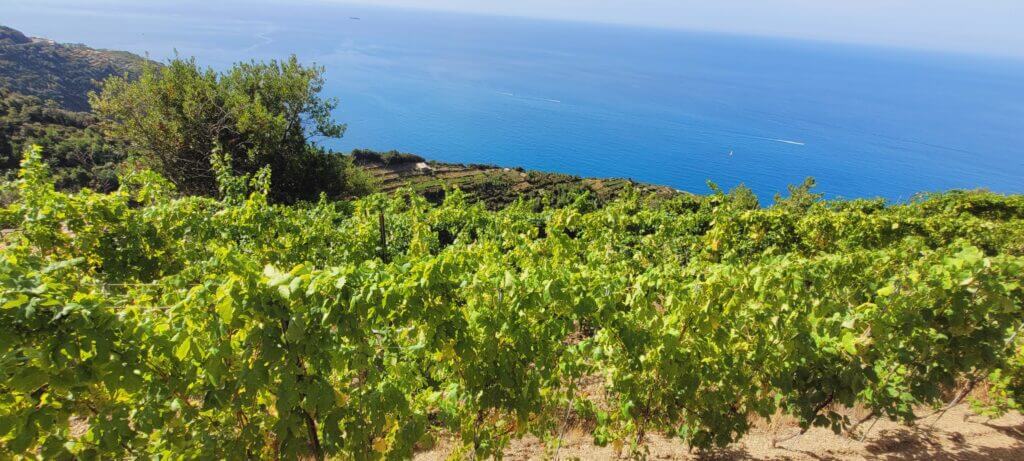 Les vignes des Cinque Terre
