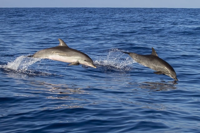 Dauphins à Funchal