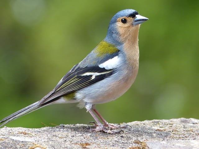Visiter Funchal Oiseau