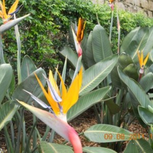 Oiseaux de paradis Manly Sydney en Australie