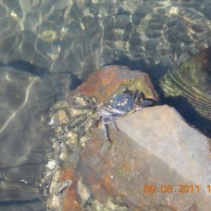 crabe rencontré sur la Manly scenic walk en Australie
