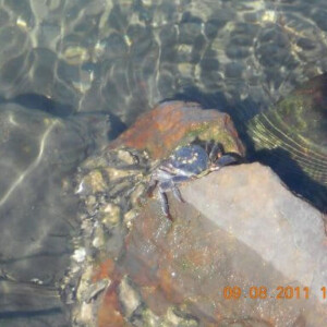 crabe rencontré sur la Manly scenic walk en Australie