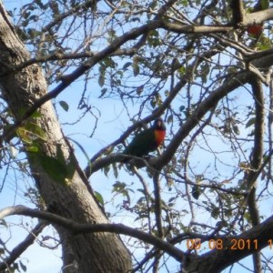 oiseau sur la Manly scenic walk en Australie