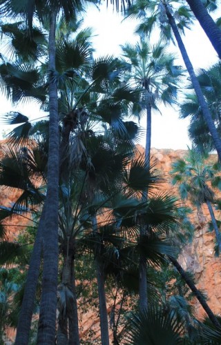 Au fond du canyon de Zebedee Springs en Australie