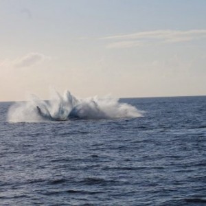 balien dans le Ningaloo Marine Park en Australie