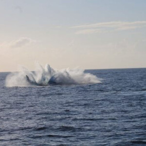balien dans le Ningaloo Marine Park en Australie
