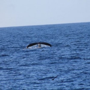 Baleine dans le Ningaloo Marine Park en Australie