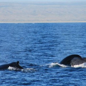 Baleines dans le Ningaloo Marine Park en Australie