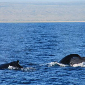 Baleines dans le Ningaloo Marine Park en Australie