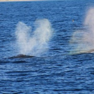 Baleines dans le Ningaloo Marine Park en Australie