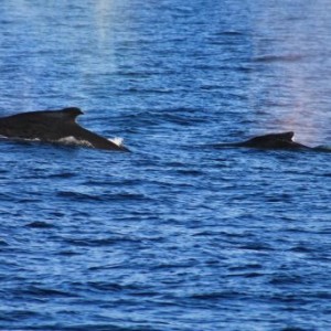 Baleines dans le Ningaloo Marine Park en Australie