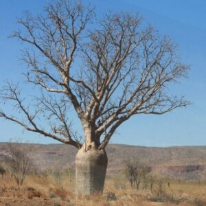 Baobab en arrivant à El Questro en Australie