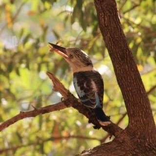 Bel oiseau le long de la Windjana River en Australie