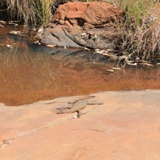 Belle rencontre dans les Galvans Gorge en Australie