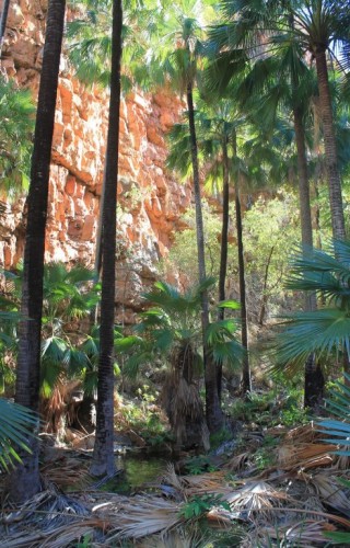 Chemin pour Zebedee Springs en Australie