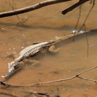 Crocodile freshy dans la Windjana River en Australie