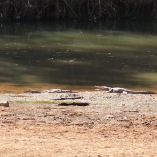 Crocodiles freshy dans la Windjana River en Australie